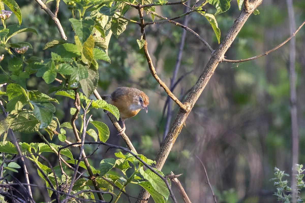 Tawny-bellied Babbler - Niall D Perrins