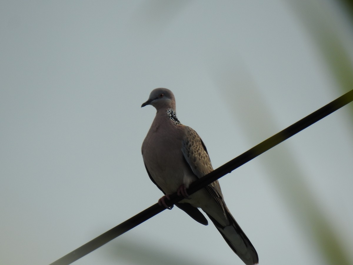 Spotted Dove - ML618067658