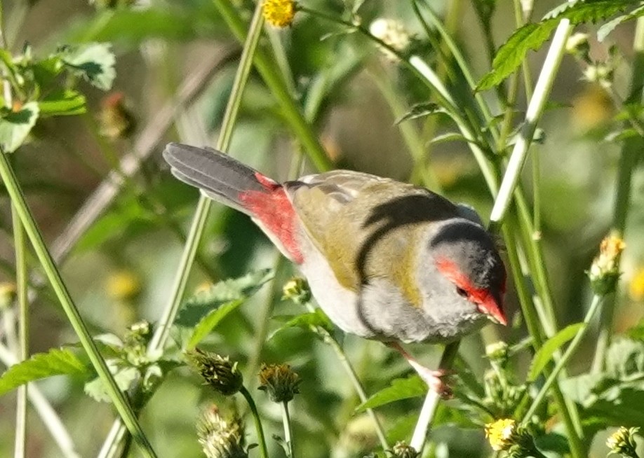 Red-browed Firetail - Alan Coates