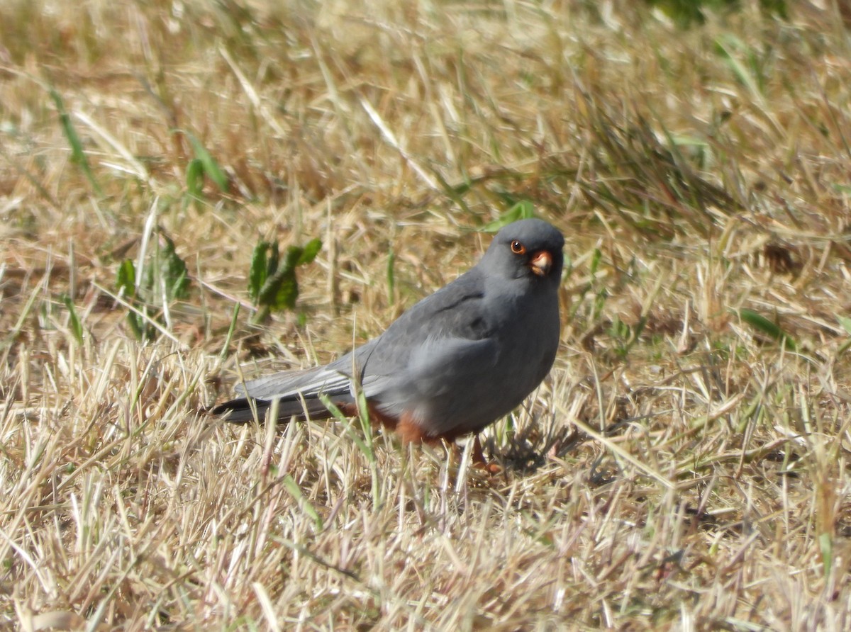 Red-footed Falcon - ML618067681