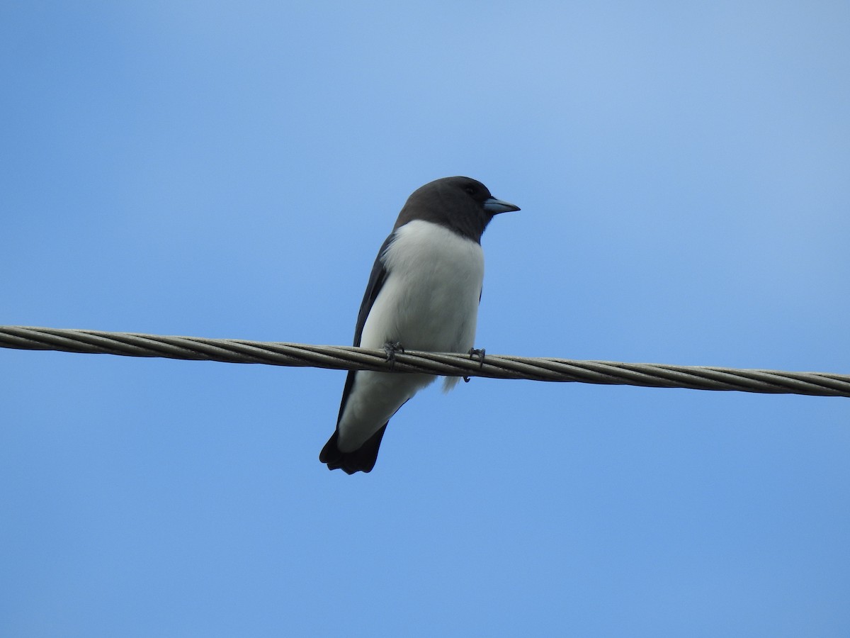 White-breasted Woodswallow - ML618067688