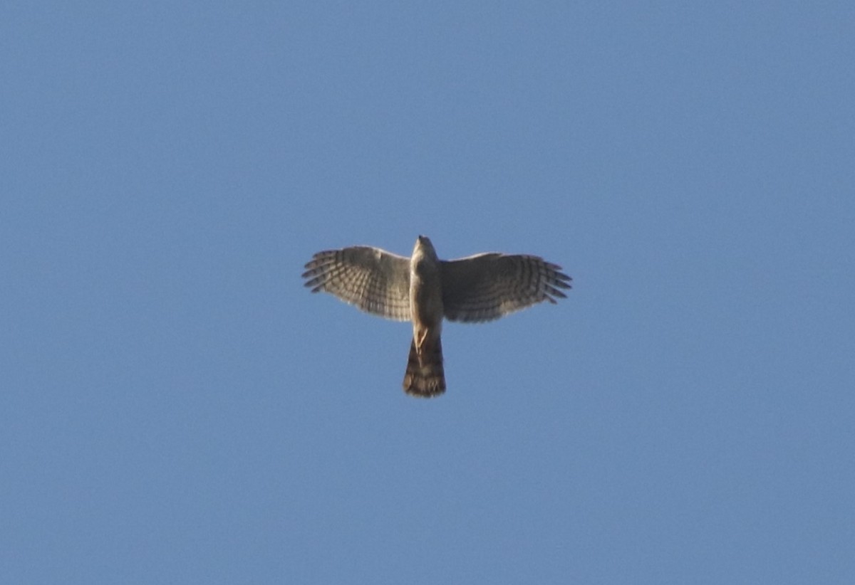 Eurasian Sparrowhawk - Vyom Vyas
