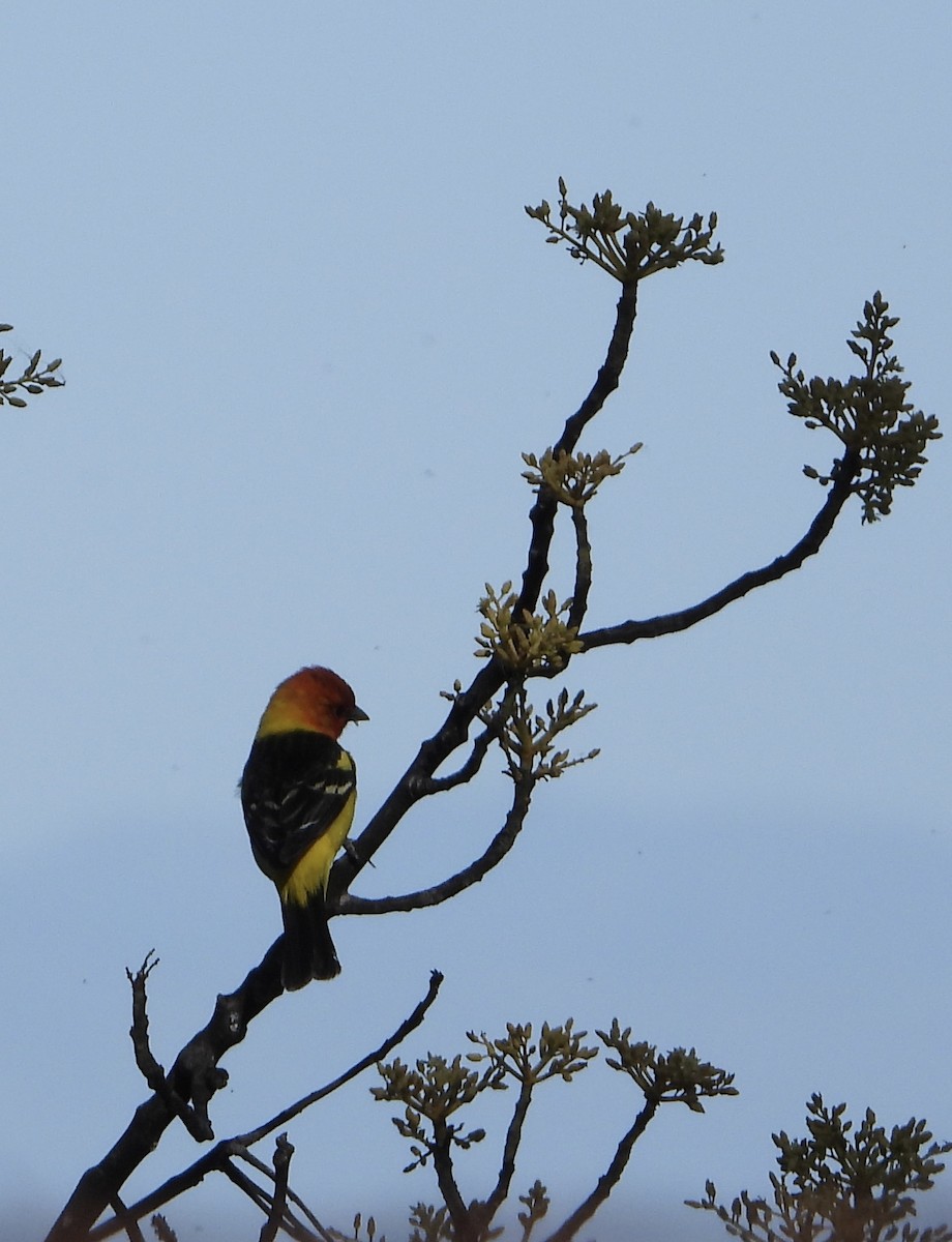 Western Tanager - ML618067730