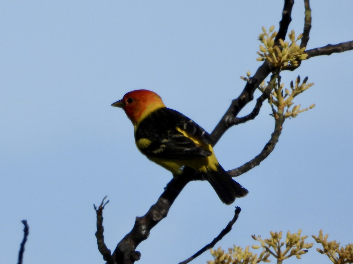 Western Tanager - ML618067731