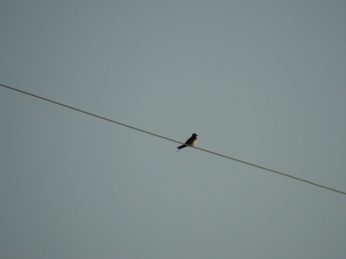 Barn Swallow - Jupiter Jeon