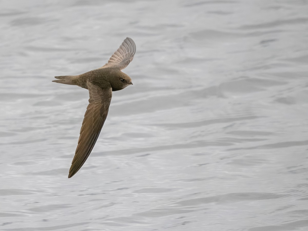Common Swift - Sam  O'Donnell