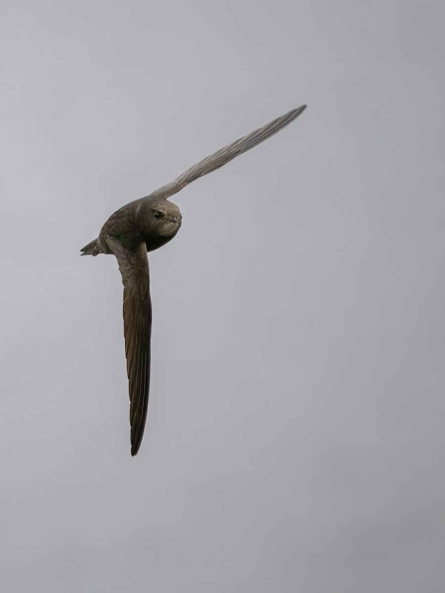 Common Swift - Sam  O'Donnell
