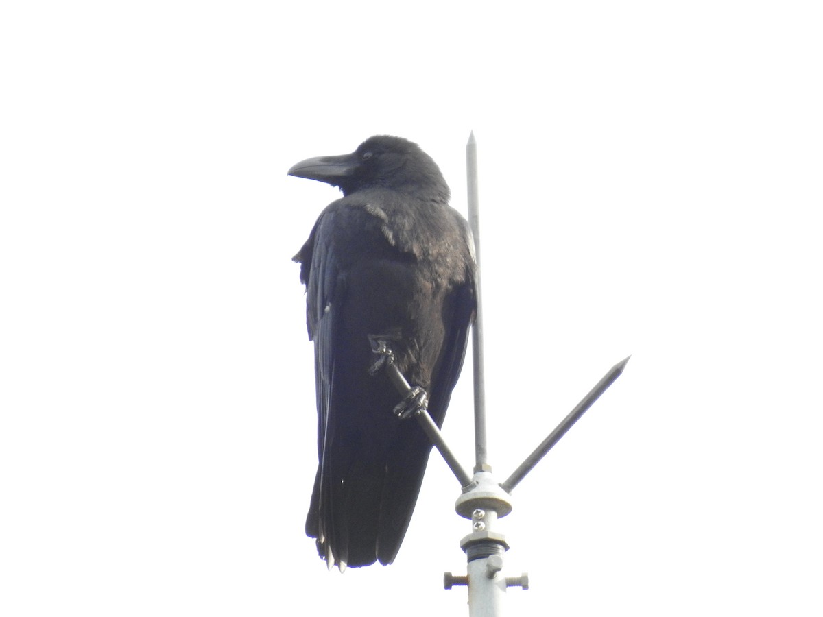 Large-billed Crow - ML618067784