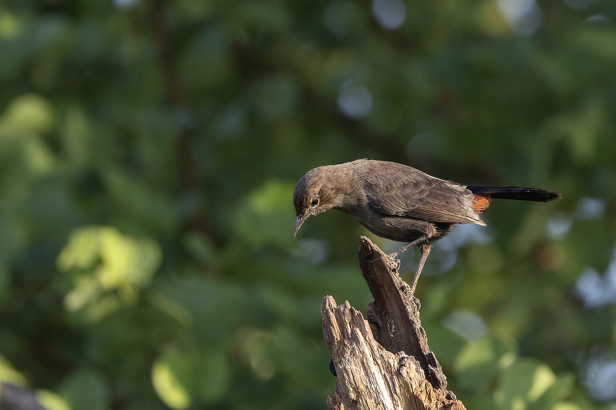 Indian Robin - Niall D Perrins