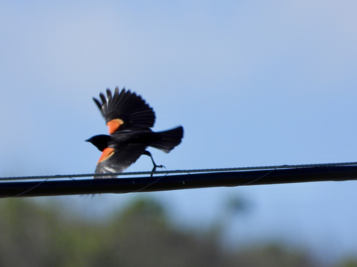 Red-winged Blackbird - Kathy Burba