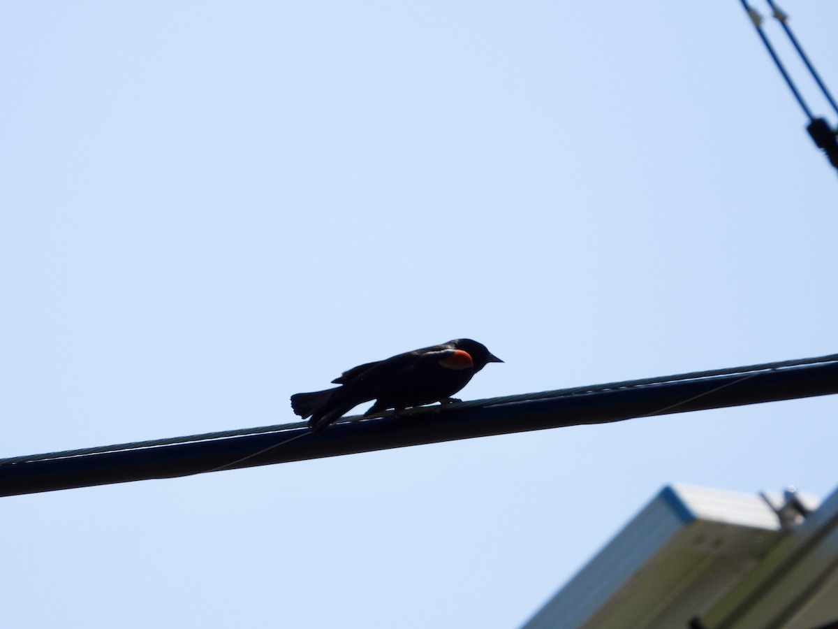 Red-winged Blackbird - ML618067795