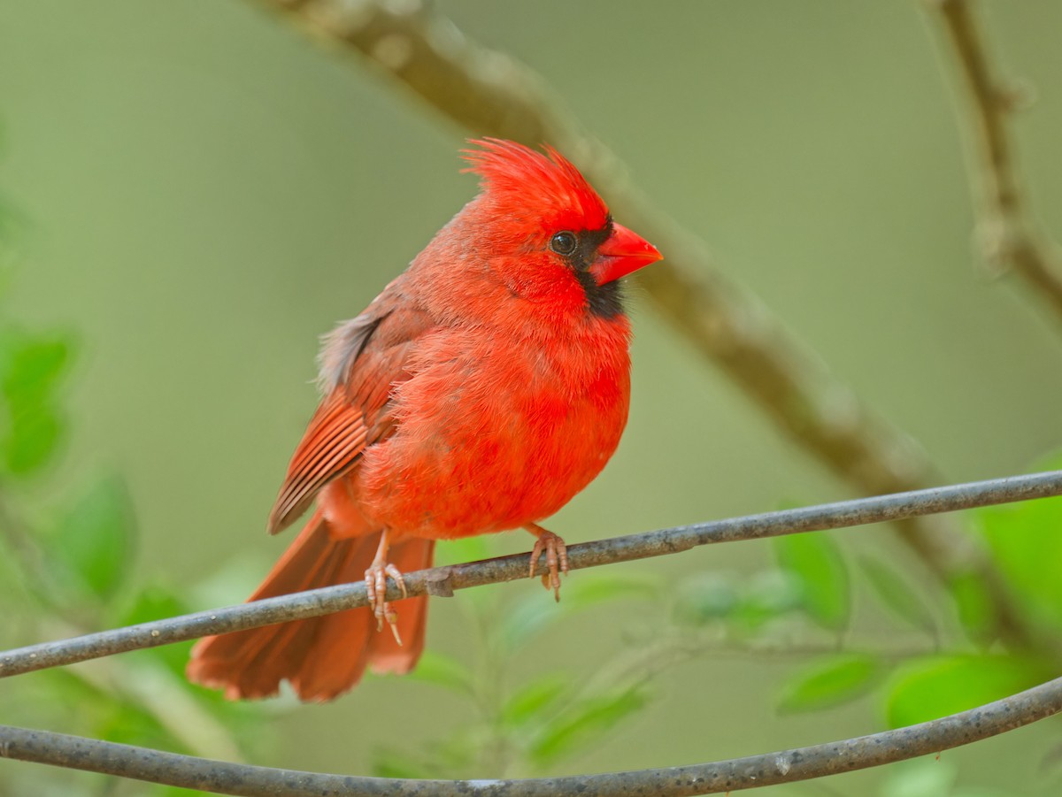 Northern Cardinal - Harlan Stewart