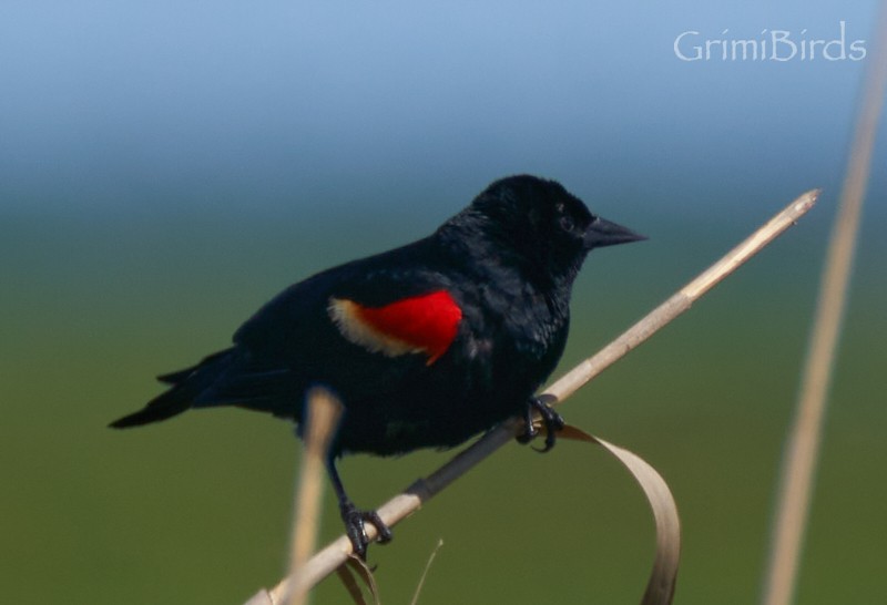 Red-winged Blackbird (Red-winged) - Ramon Grimalt