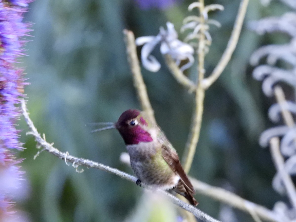 Anna's Hummingbird - ML618067819