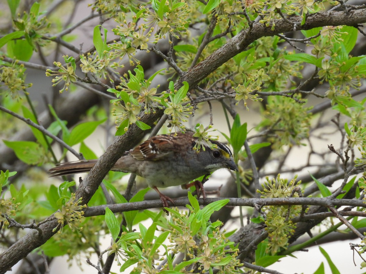 White-throated Sparrow - Lin Johnston