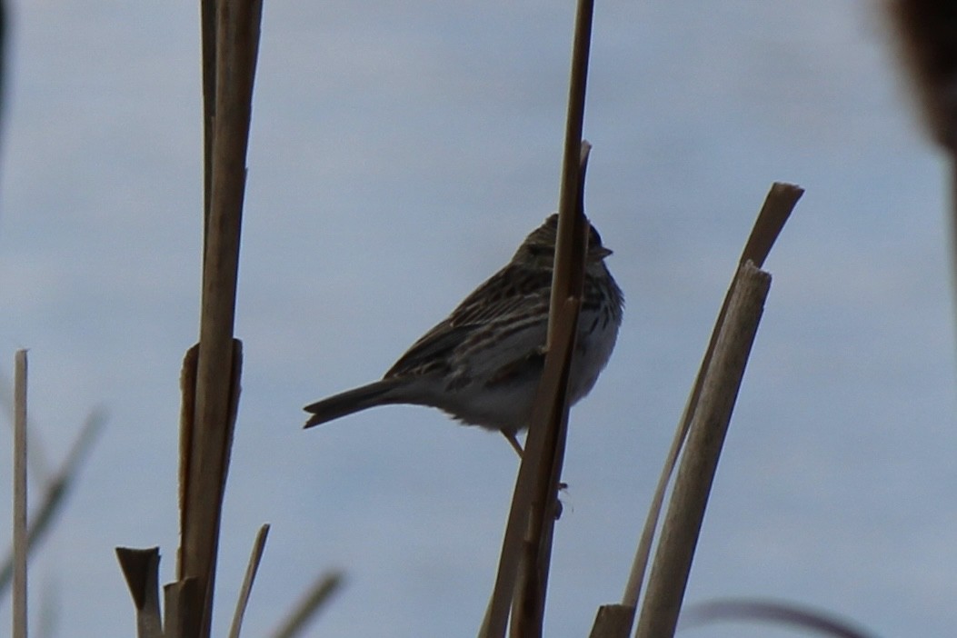Savannah Sparrow - ML618067875