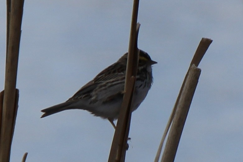 Savannah Sparrow - ML618067877