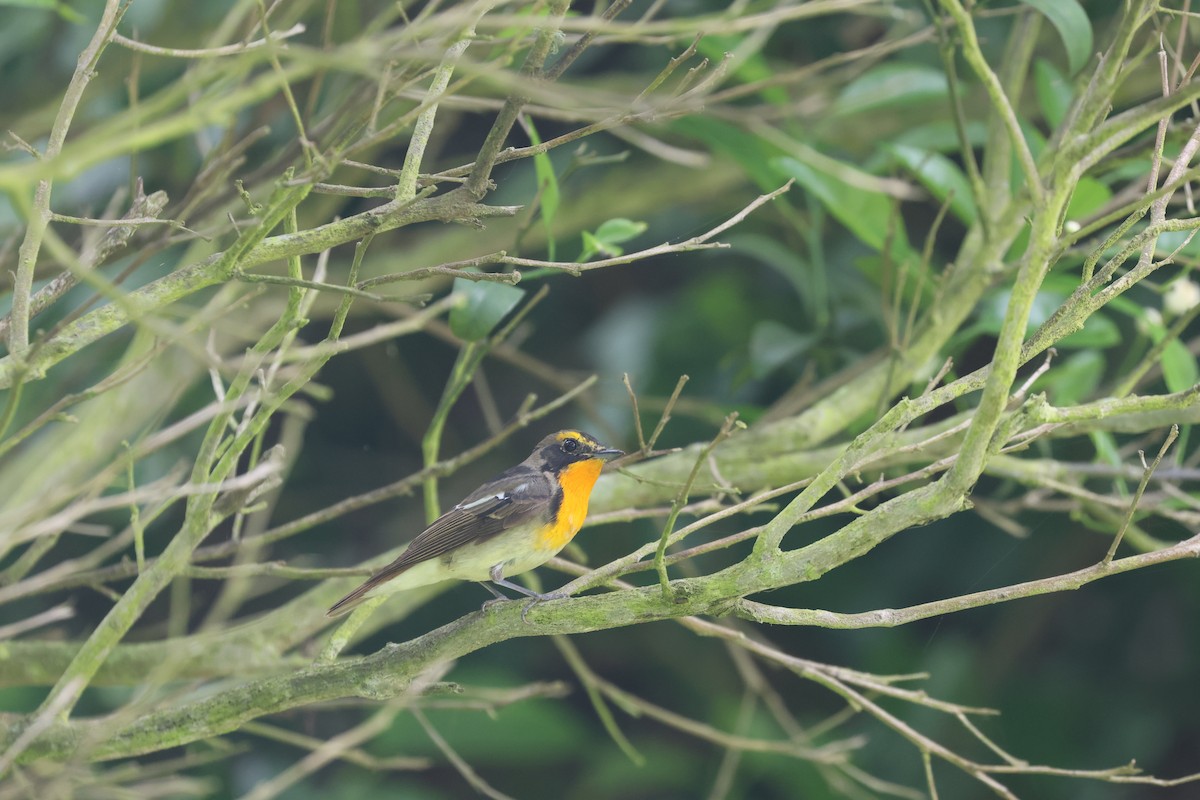 Narcissus Flycatcher - Chi-Hsuan Shao