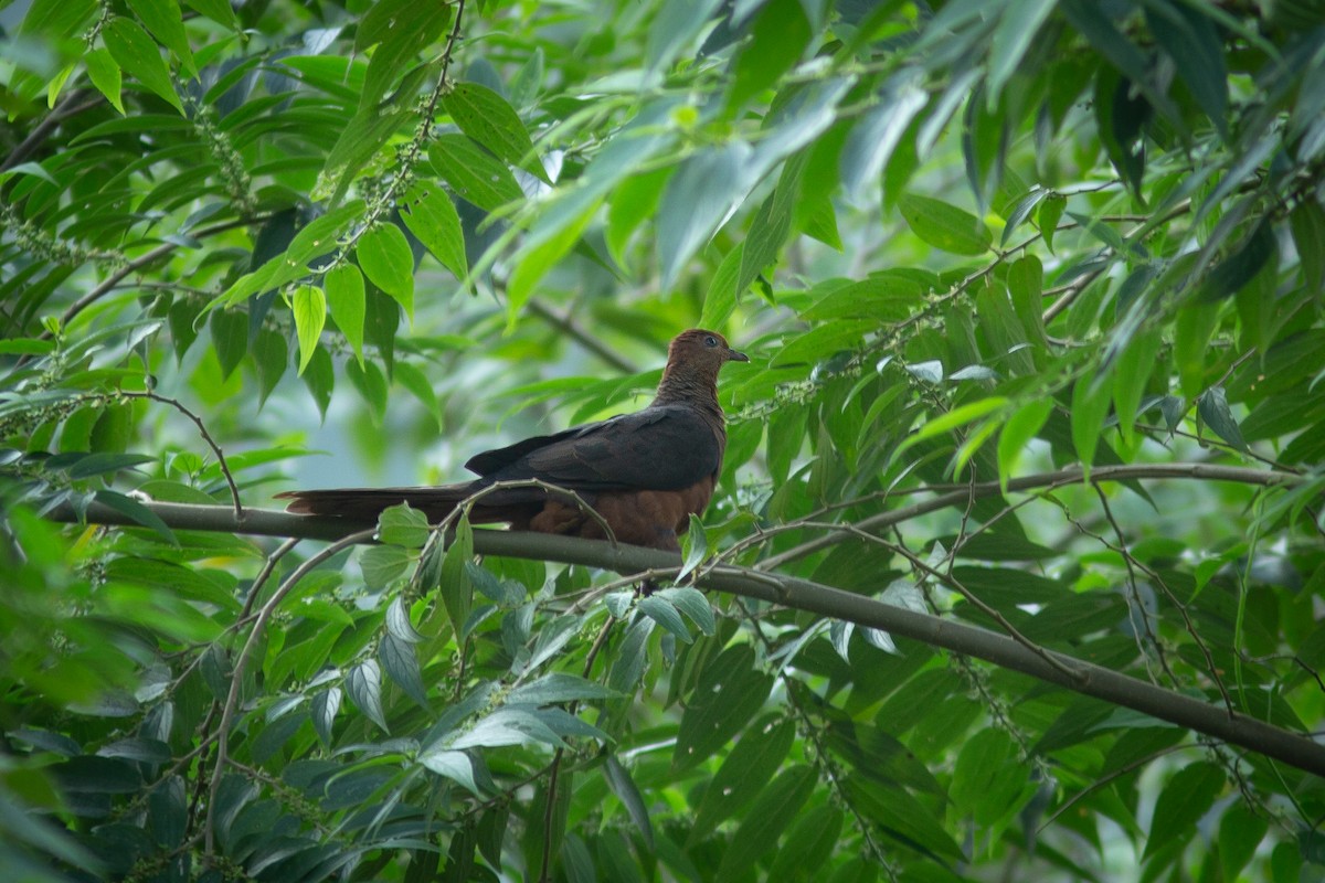 Philippine Cuckoo-Dove - ML618067882