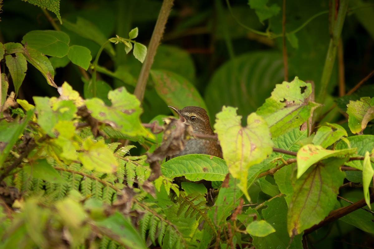 Long-tailed Bush Warbler - Morten Lisse