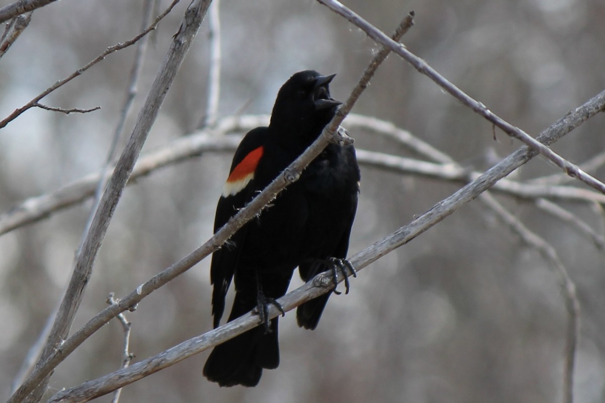 Red-winged Blackbird - ML618067923