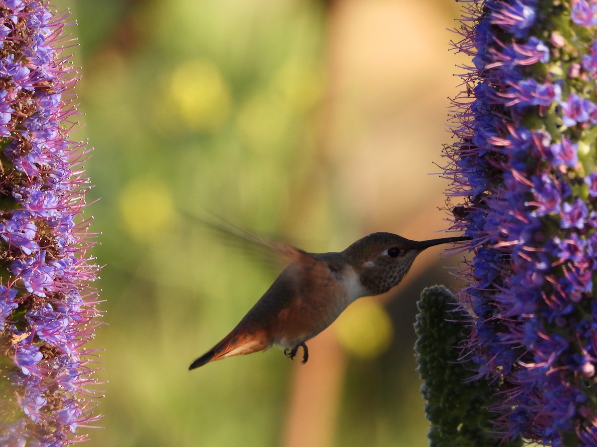 Rufous Hummingbird - Kathy Burba