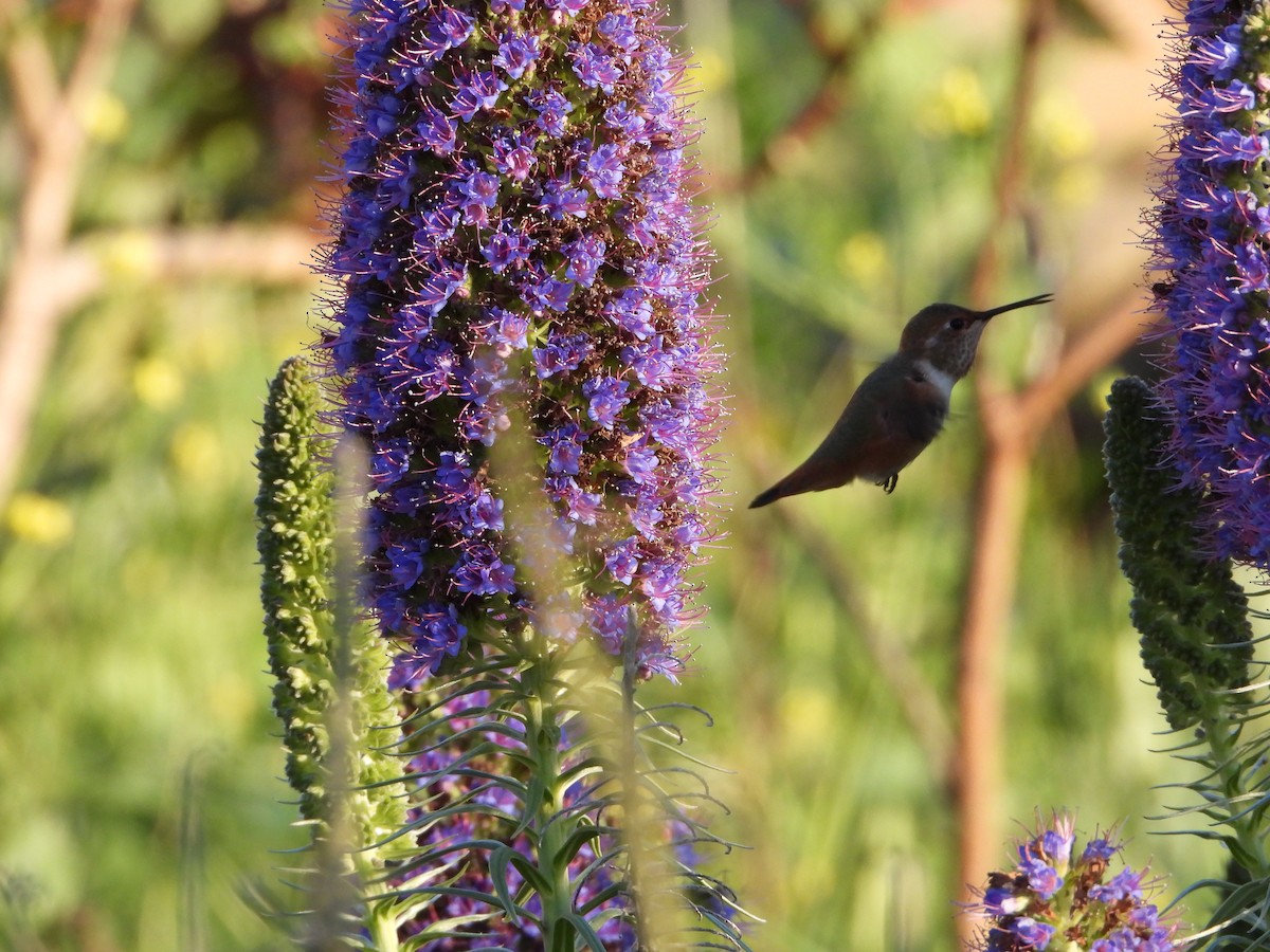 Rufous Hummingbird - Kathy Burba