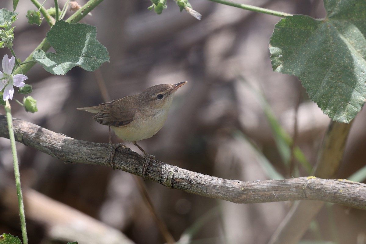 Common Reed Warbler - ML618067961