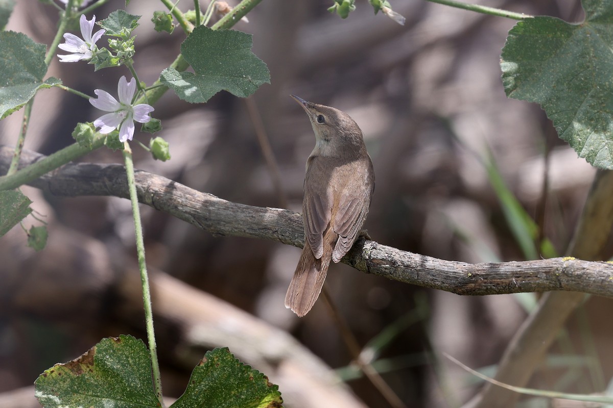 Common Reed Warbler - ML618067962