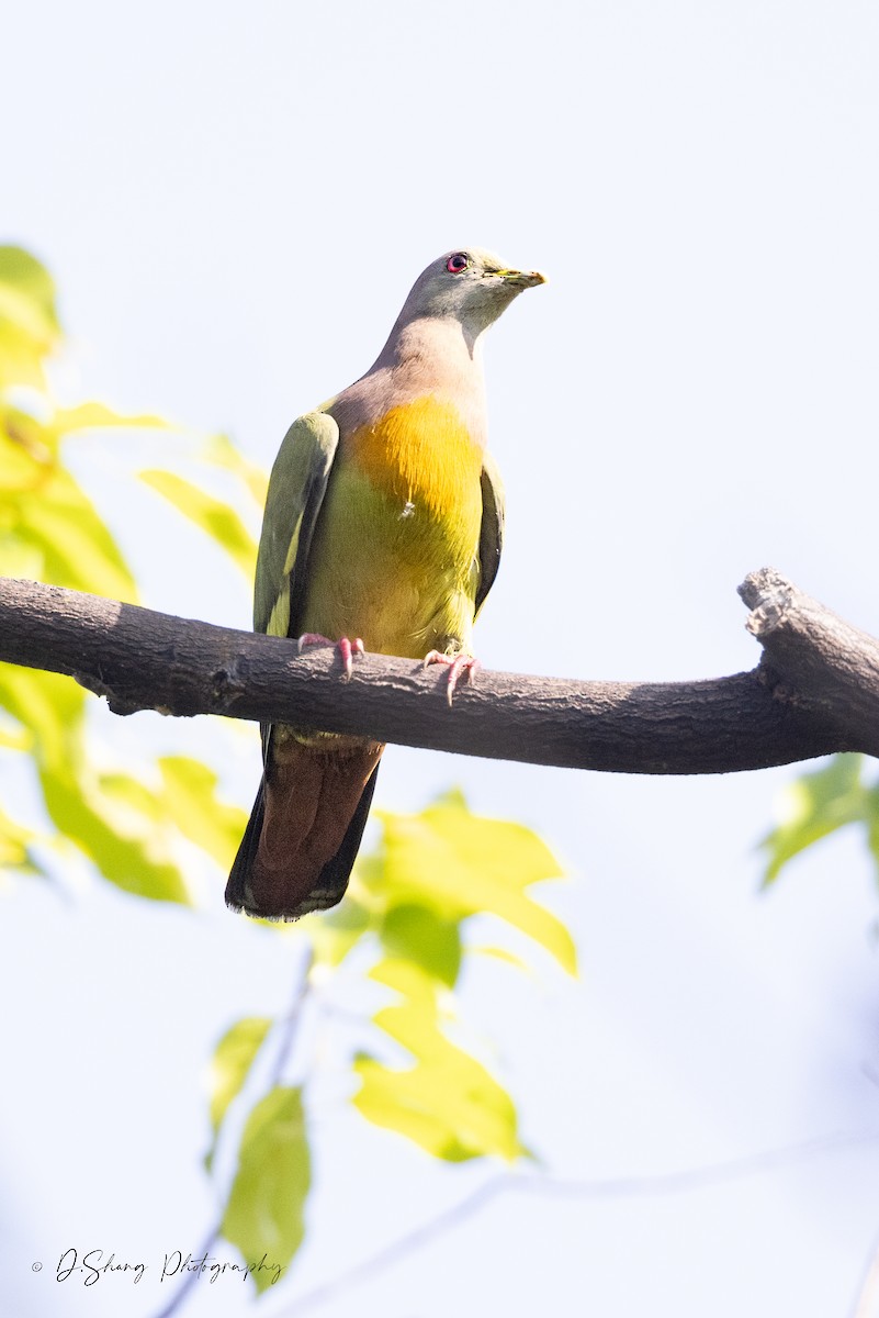 Pink-necked Green-Pigeon - Diana Shang