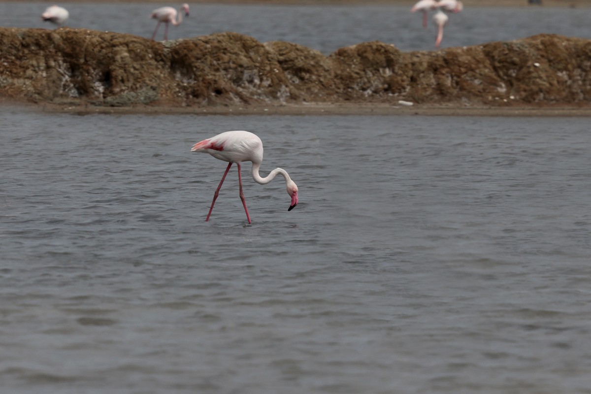 Greater Flamingo - Brendan Ryan