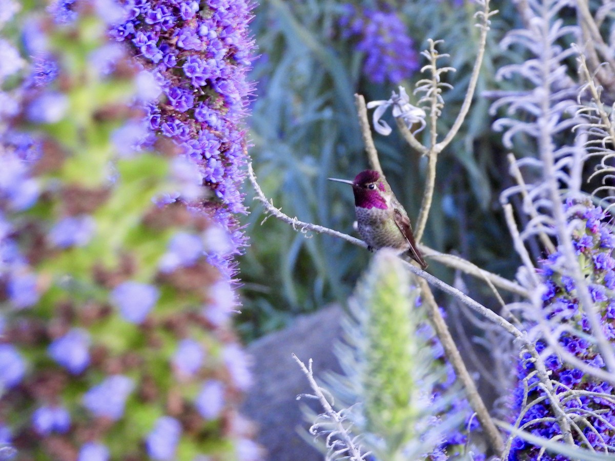 Anna's Hummingbird - Kathy Burba