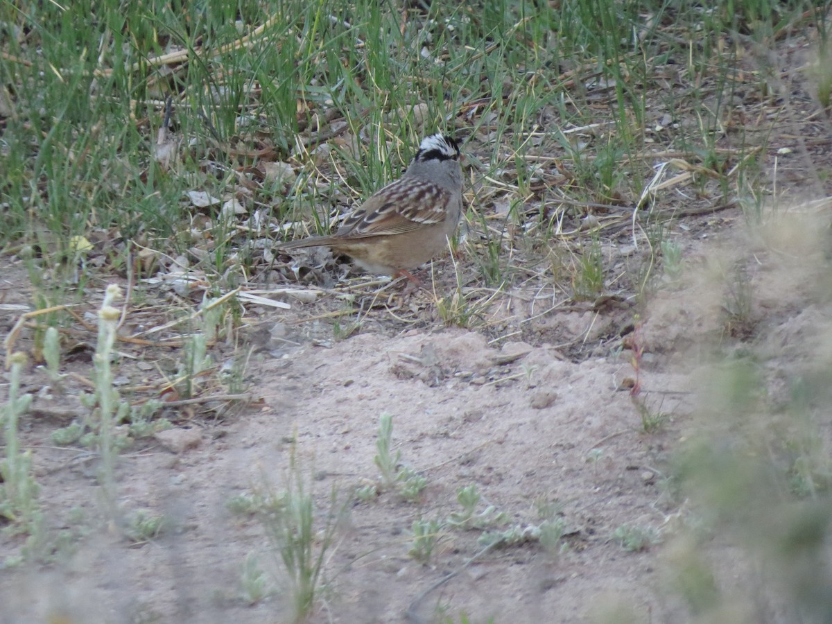 White-crowned Sparrow - Dawn Zappone