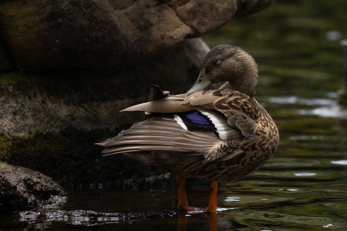 Mallard x Hawaiian Duck (hybrid) - Roger Kohn