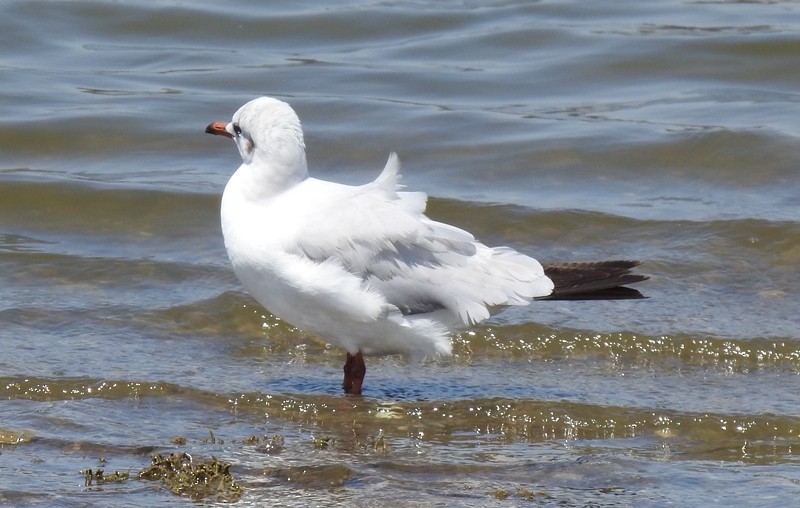 Black-headed Gull - ML618068025