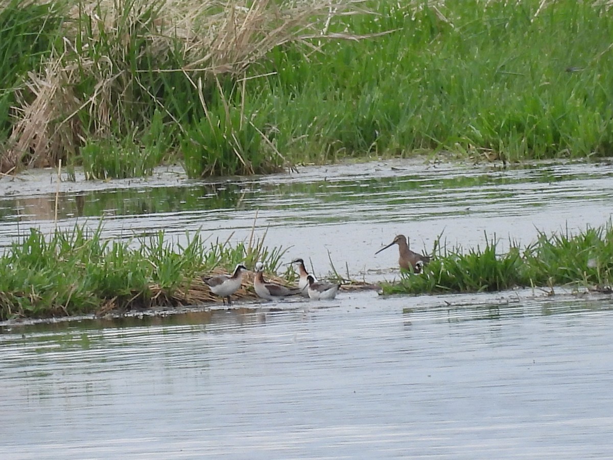 Marbled Godwit - Clayton Will