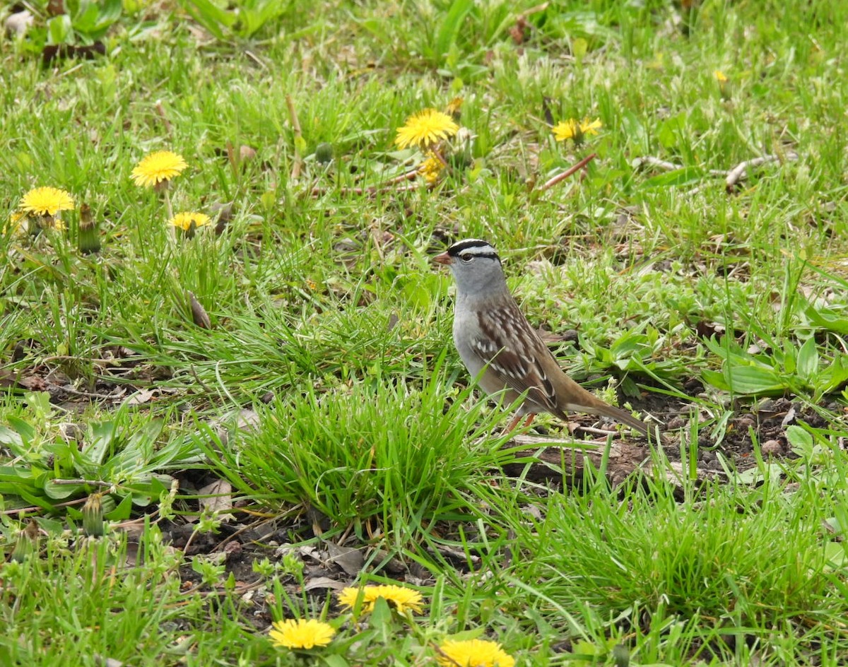 White-crowned Sparrow - Lin Johnston