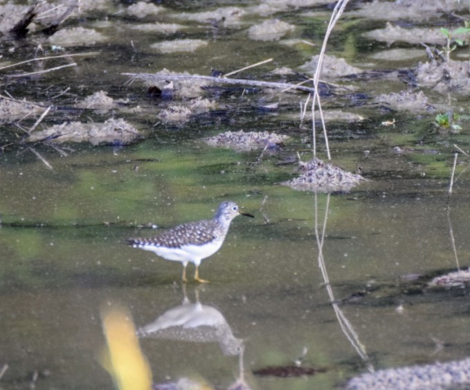 Solitary Sandpiper - Larry Chitwood