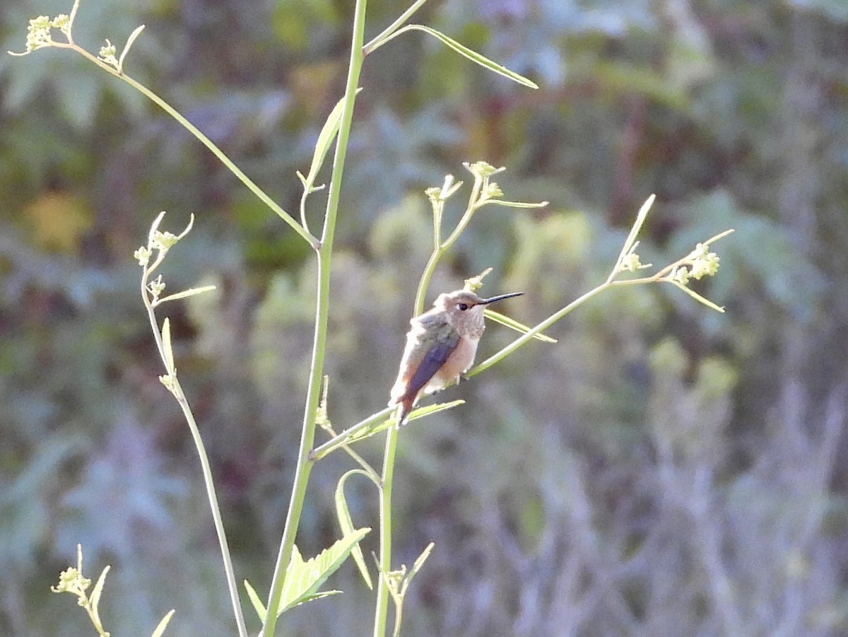 Allen's Hummingbird - Kathy Burba