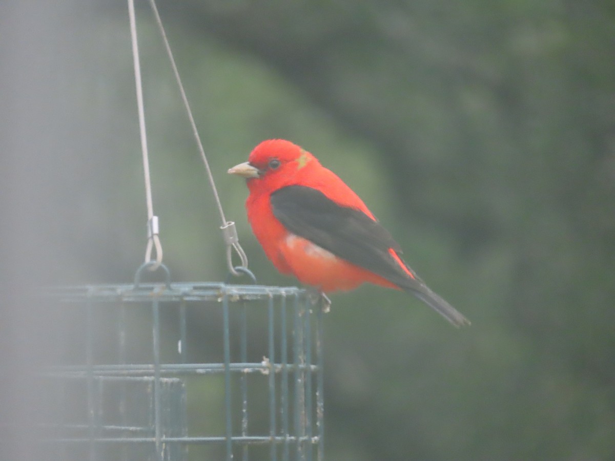 Scarlet Tanager - ML618068053