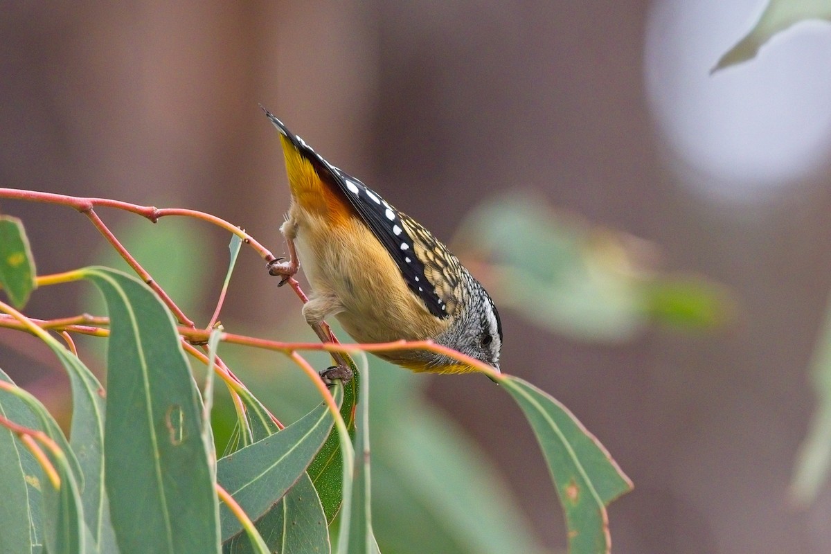 Spotted Pardalote - ML618068054