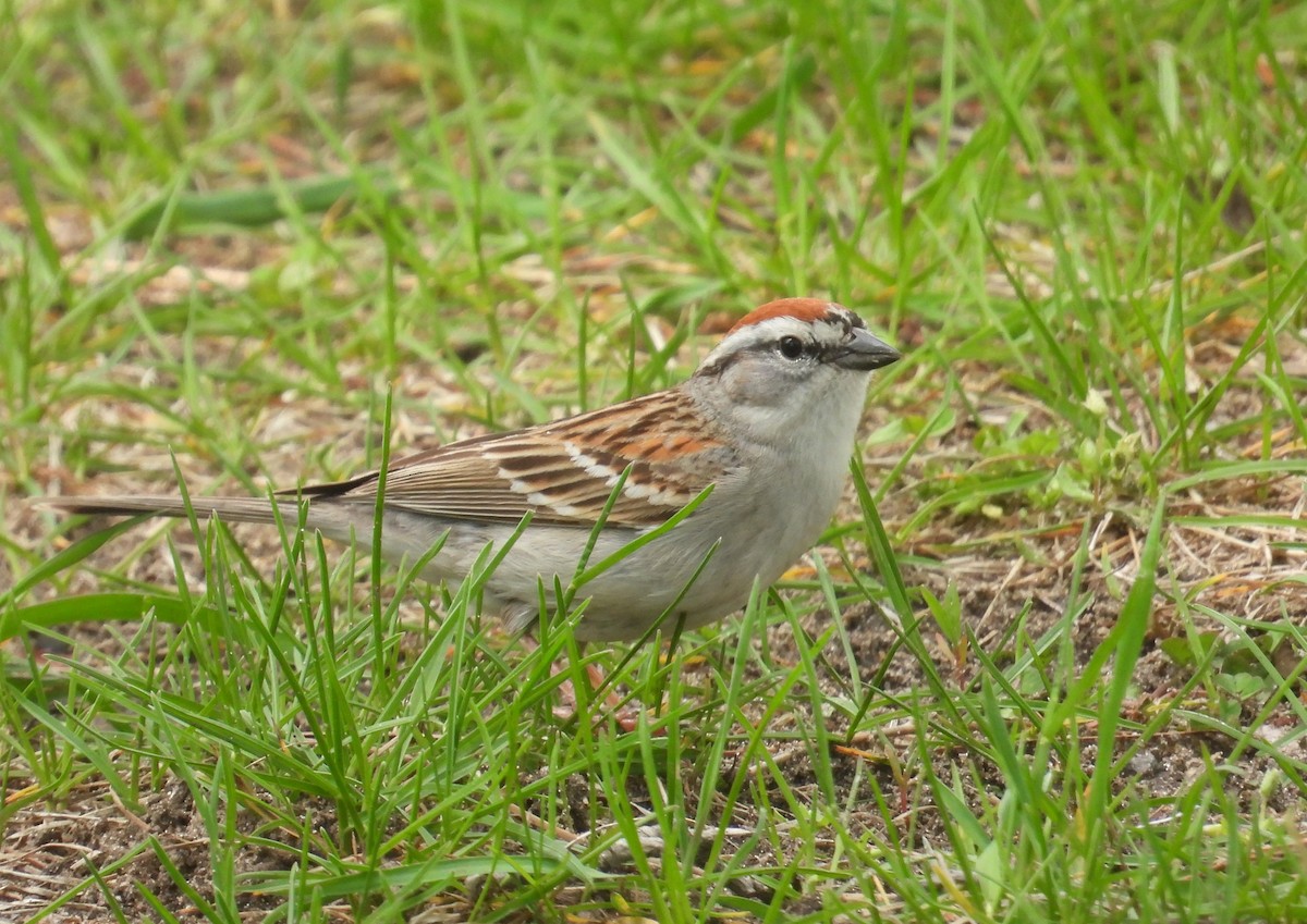 Chipping Sparrow - ML618068063