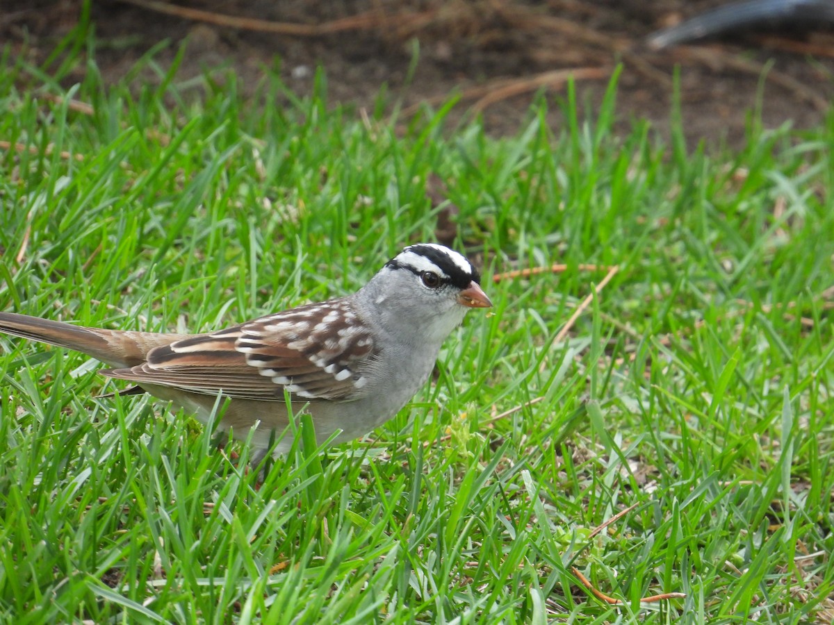 White-crowned Sparrow - Matt Tobin