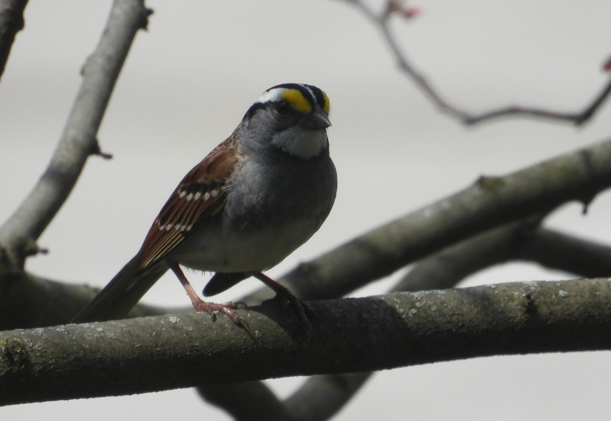 White-throated Sparrow - ML618068075