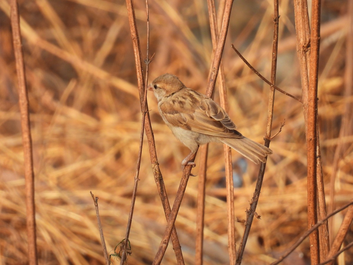 House Sparrow - Murari Varma