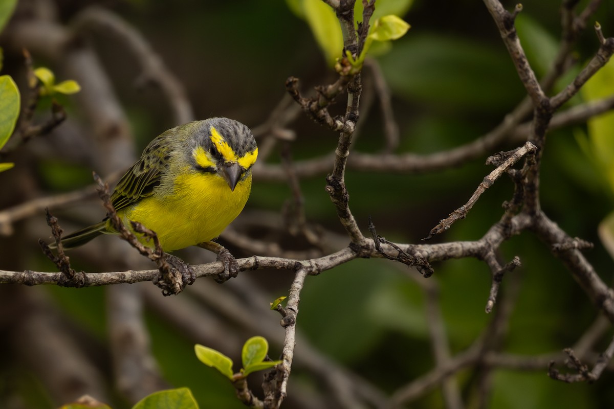 Yellow-fronted Canary - ML618068111