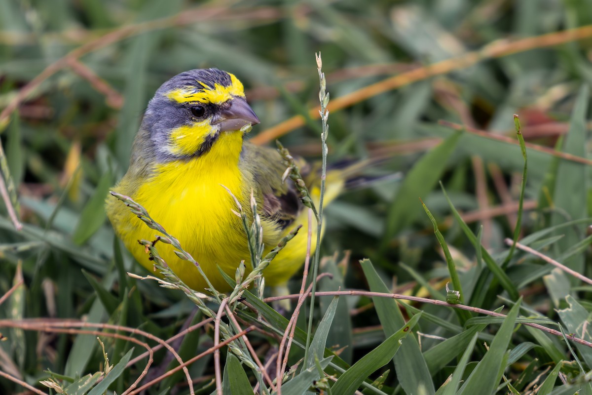 Yellow-fronted Canary - ML618068112