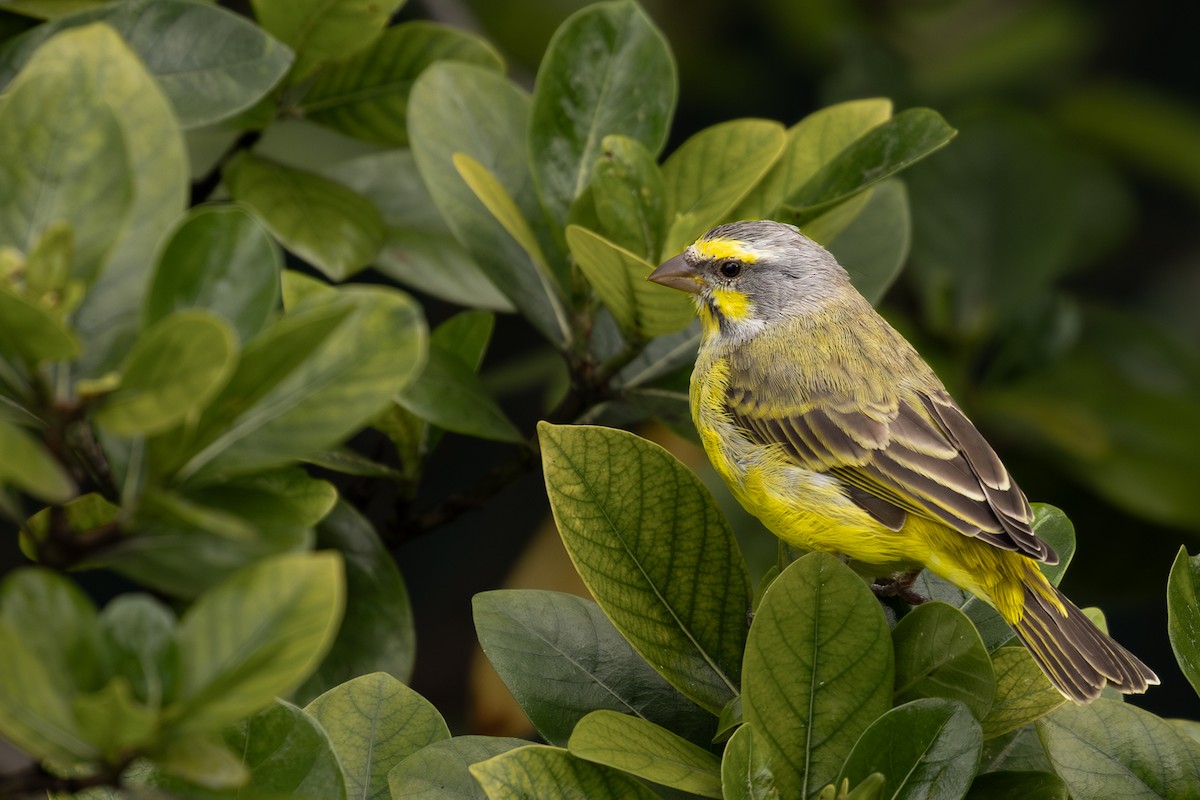 Yellow-fronted Canary - ML618068113