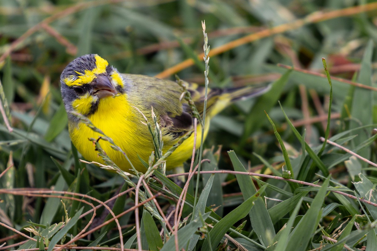 Yellow-fronted Canary - Roger Kohn