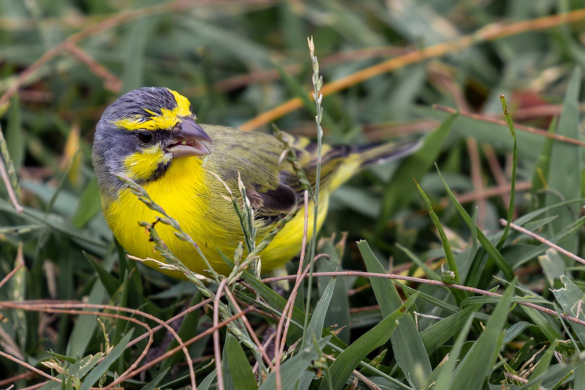 Yellow-fronted Canary - ML618068115